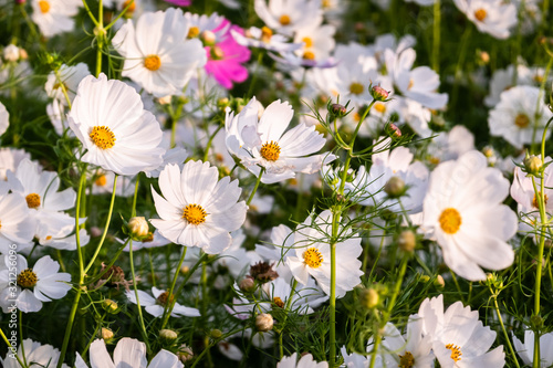 Fototapeta Naklejka Na Ścianę i Meble -  white cosmos flowers farm
