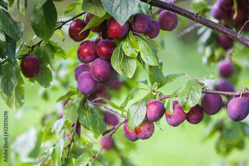Ripe organic fresh plum fruits on tree branches in summer garden
