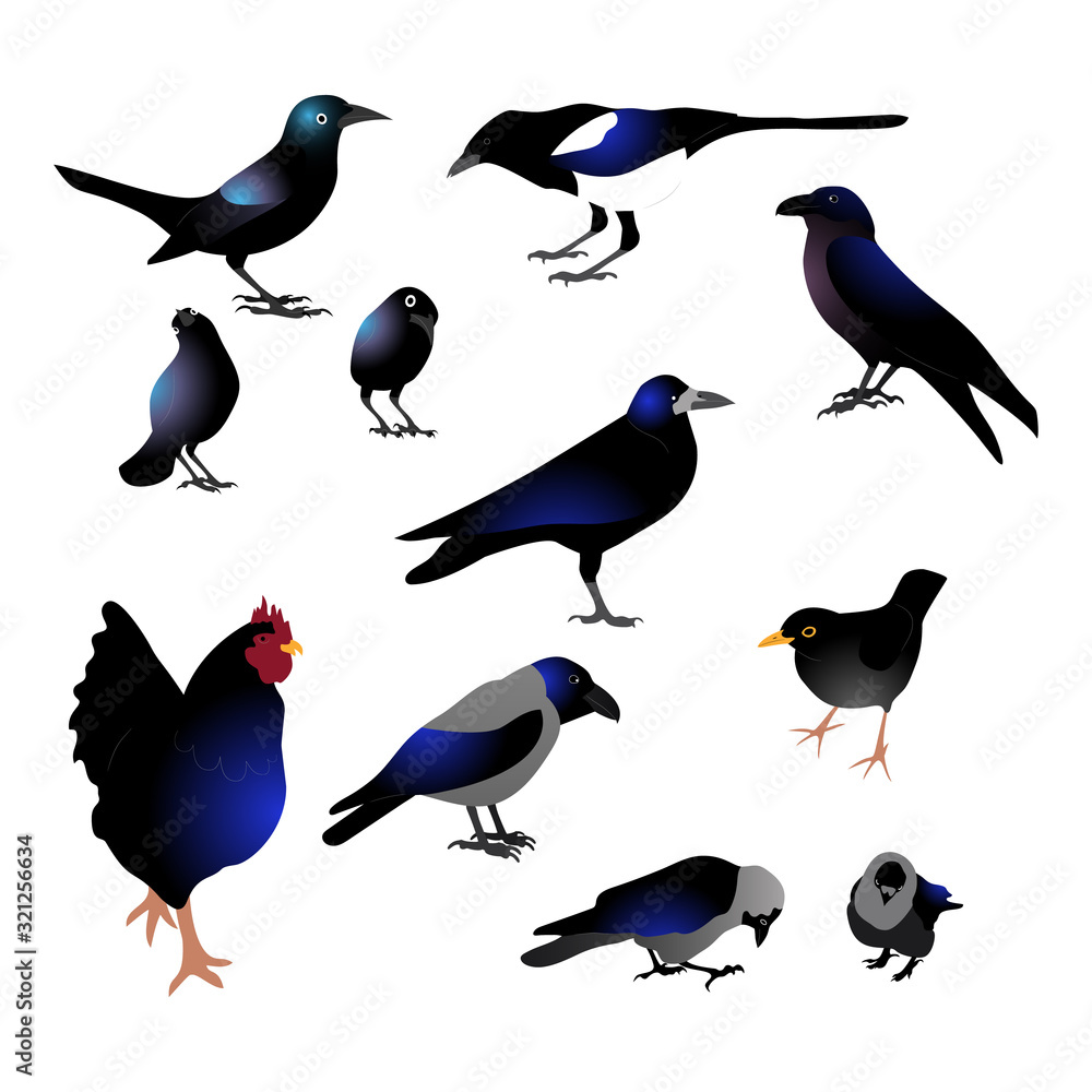 Set of different black birds with blue tint, raven, grackle, crow, rooster, magpie. Isolated on white background. Flat style vector illustration. Set of different black birds with blue tint, raven, grackle, crow, rooster, magpie. Isolated on white background. Flat style vector illustration.