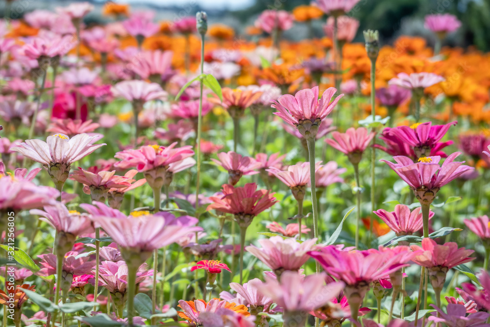 pink and purple cosmos flowers farm