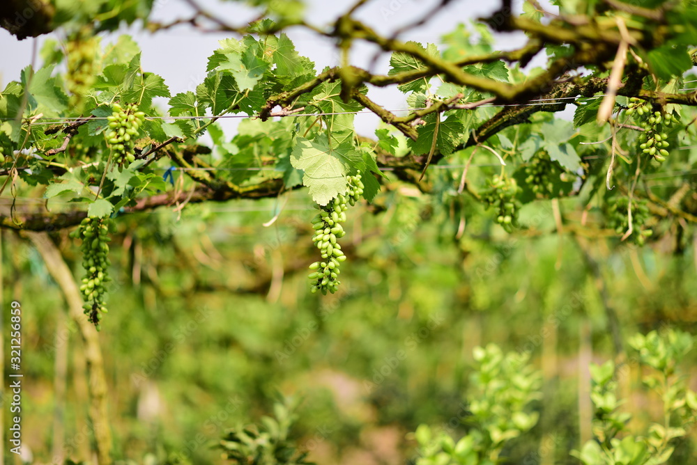 Green grapes in the vineyard are producing products/Green grape tree Green grapes in the vineyard are producing products/Green grape tree