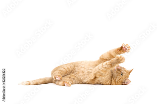 Adult red tabby cat lying isolated on white background