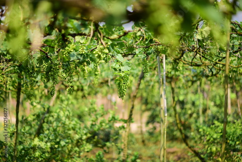 Green grapes in the vineyard are producing products/Green grape tree