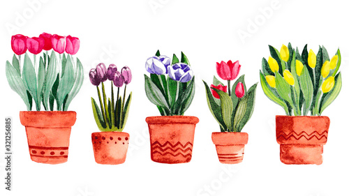 Watercolor illustration. Spring flowers in pots. Tulips. Yellow, purple, white, pink and red tulips. Bright spring print. Isolated on a white. Elements for decoupage and scrapbooking.