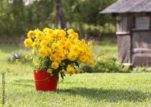 Bright yellow rudbeckia flowers in the red bucket on country yard. Rudbeckia laciniata or Goldball decorative plant.