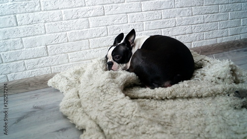 Boston Terrier small dog lies on a rug and sleeps
