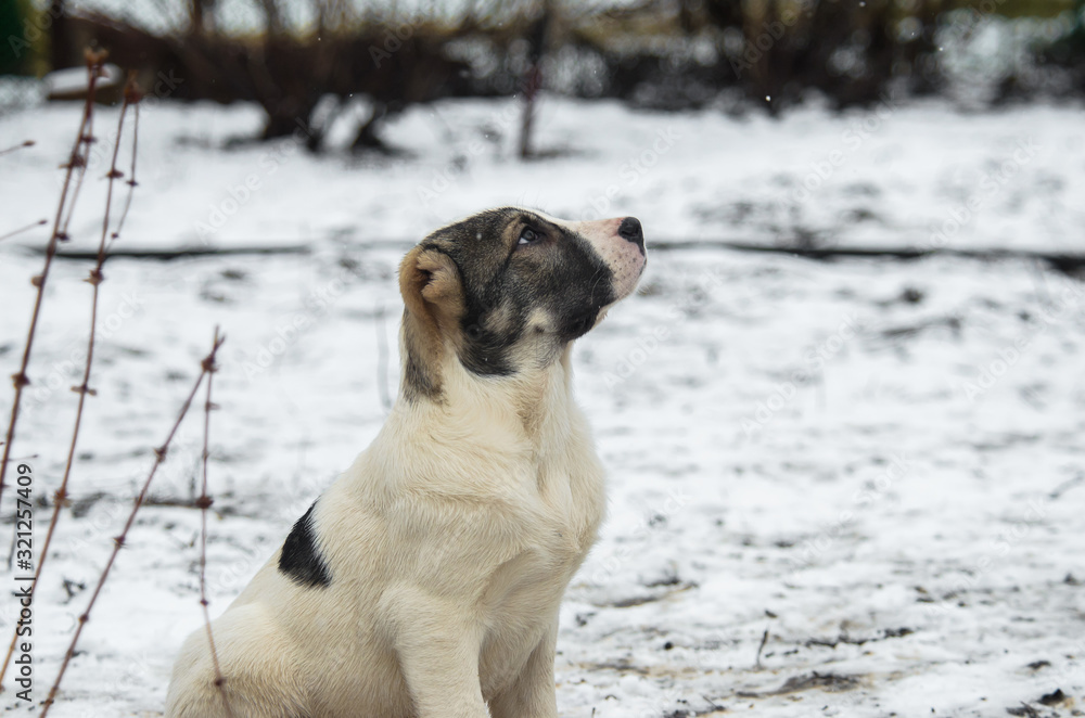 Beautiful puppy alabai dog on a white snowy background Beautiful puppy alabai dog on a white snowy background