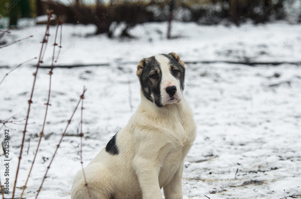 Beautiful puppy alabai dog on a white snowy background Beautiful puppy alabai dog on a white snowy background
