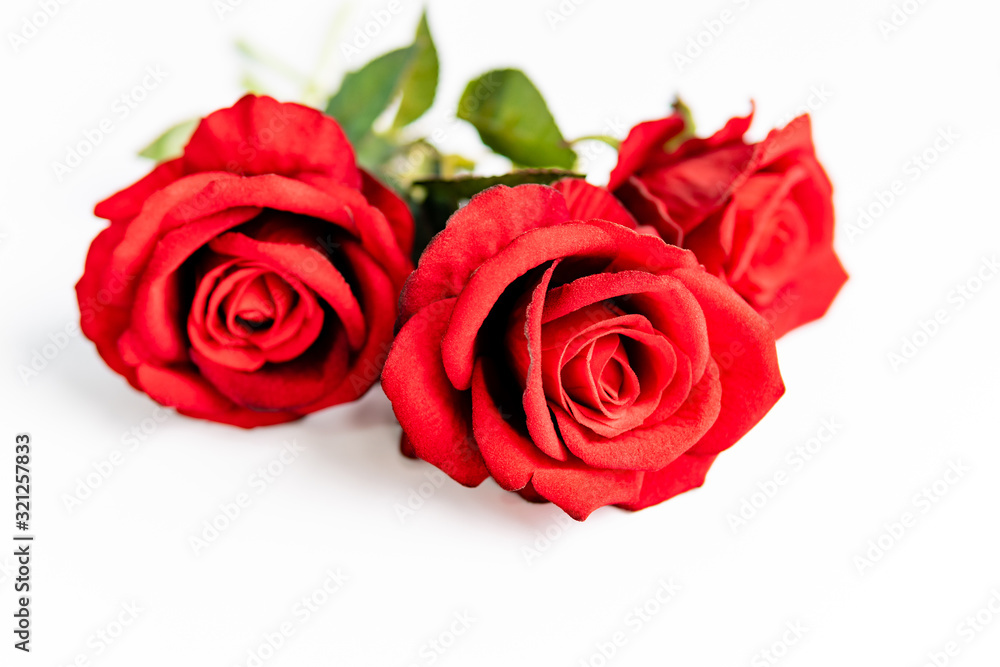 Close up of red roses on white background Close up of red roses on white background