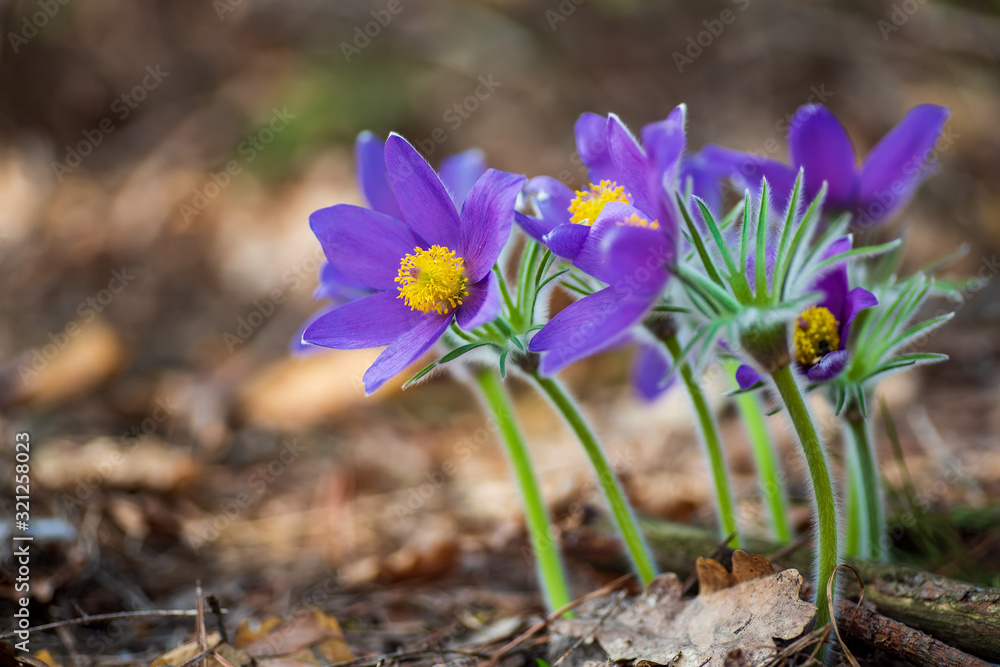 Pasque or anemone flowers in sunny spring forest Pasque or anemone flowers in sunny spring forest