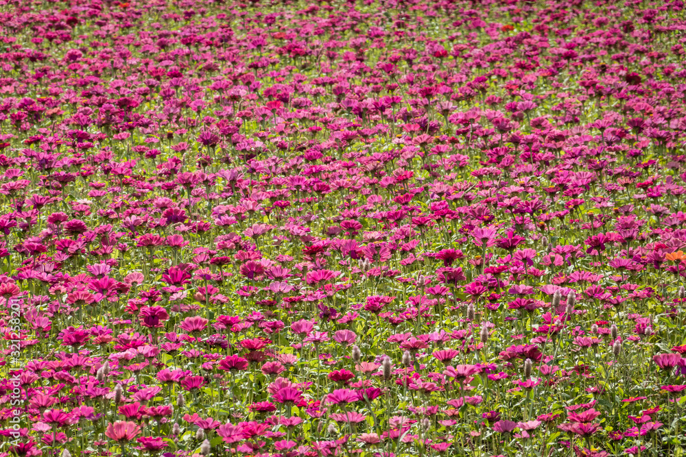 Naklejka premium colorful cosmos flowers farm