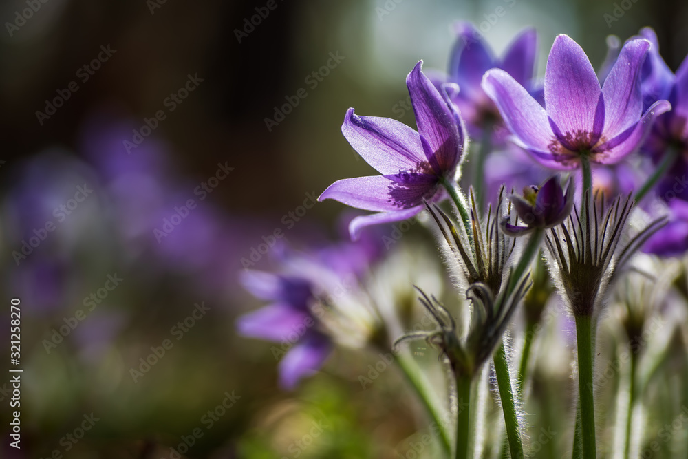 Pasque or anemone flowers in sunny spring forest Pasque or anemone flowers in sunny spring forest
