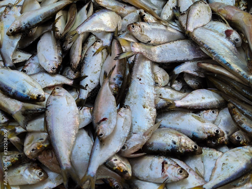 Lots of Indian Fishes selling in the Indian Market. Lots of Indian Fishes selling in the Indian Market.