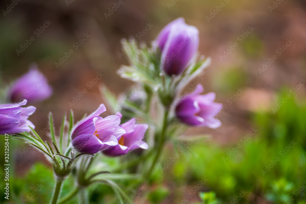 Pasque or anemone flowers in sunny spring forest Pasque or anemone flowers in sunny spring forest