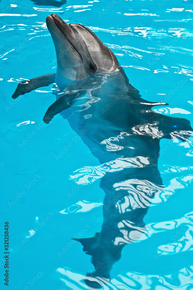 Obraz premium A dolphin looking up