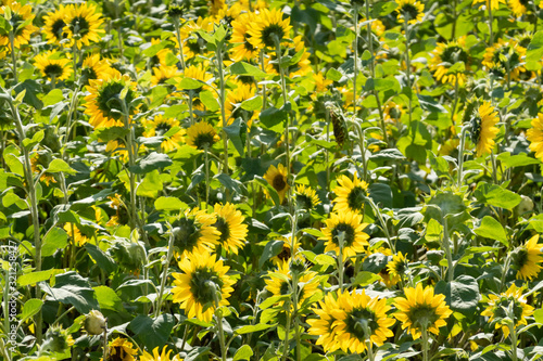 sunflowers farm with yellow flowers