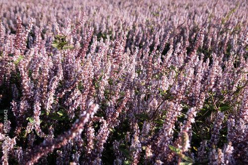 pink purple mesona flowers