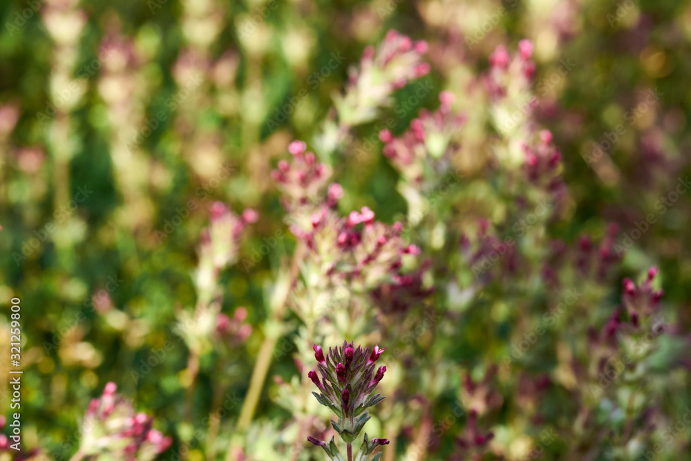 Beautiful natural background of purple flowers Beautiful natural background of purple flowers