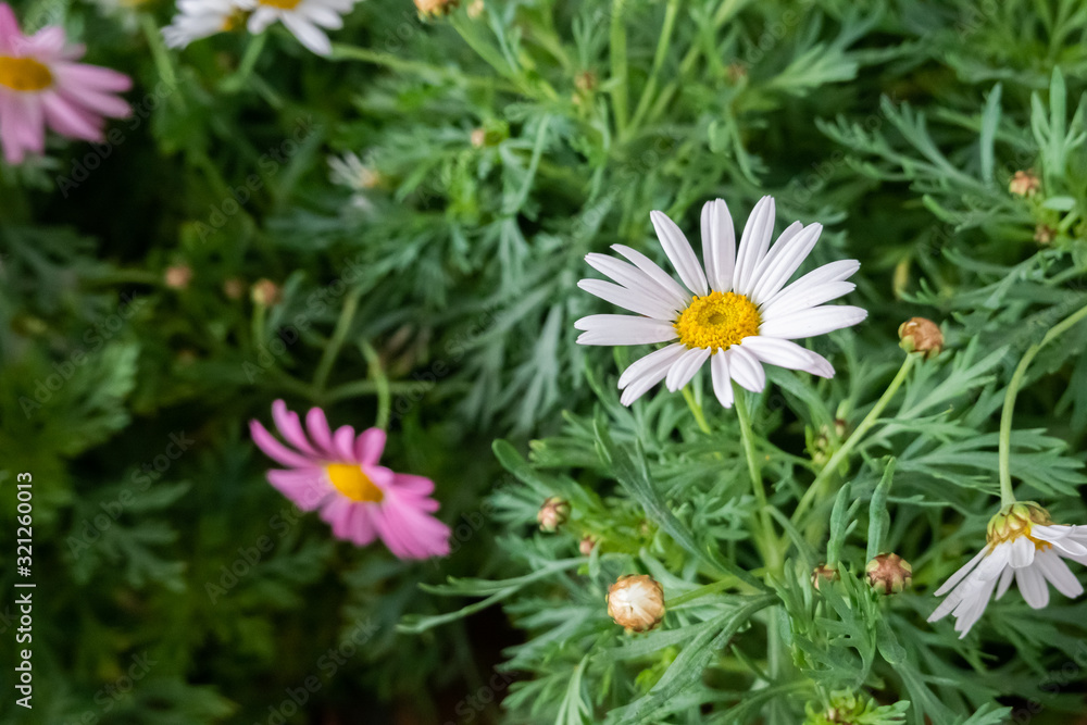 colorful cosmos flowers colorful cosmos flowers