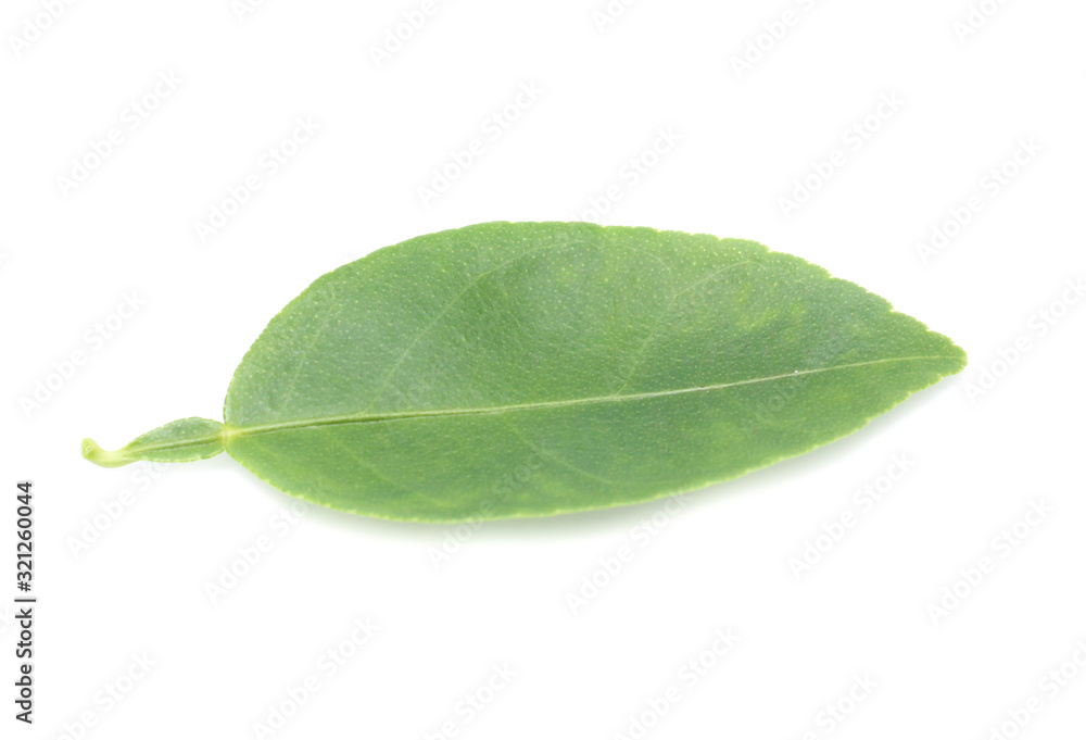 Fototapeta premium Fresh lemon leaves isolated over white background