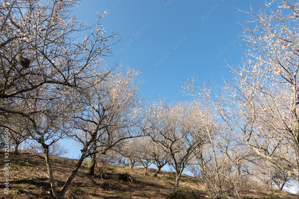 landscape of white plum blossom landscape of white plum blossom