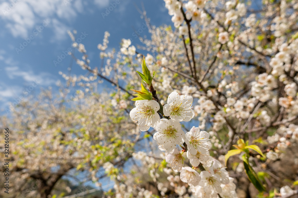 white plum blossom under blue sky white plum blossom under blue sky