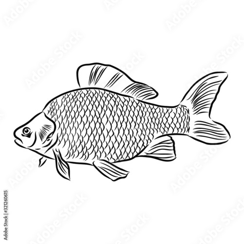 river fish, vector sketch illustration