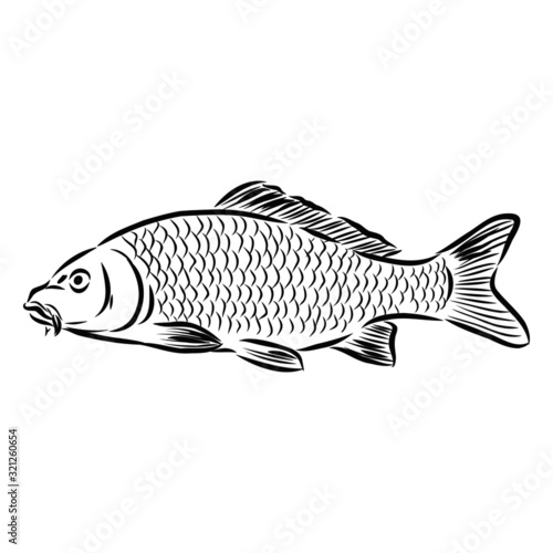 river fish, vector sketch illustration