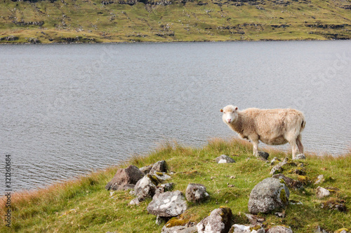 Fototapeta Naklejka Na Ścianę i Meble -  Beautiful sheep standing by the lake