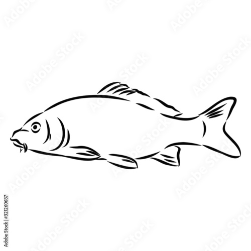 river fish, vector sketch illustration