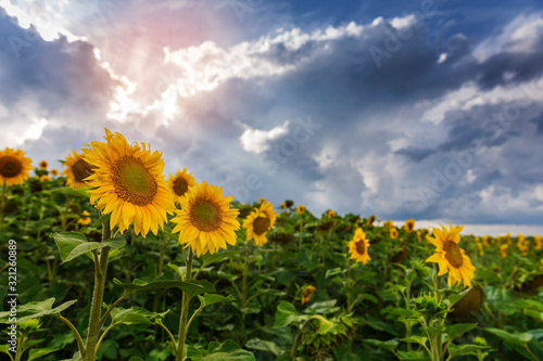 Amazing sunflower fields with rainy clouds.