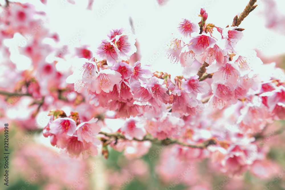 Obraz premium Vintage sakura or cherry blossom