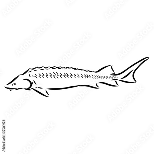 sturgeon, rare white fish, vector sketch illustration
