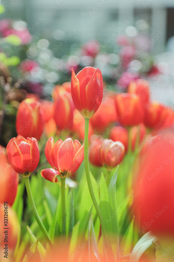 Fototapeta premium Tulip flowers in garden nature background
