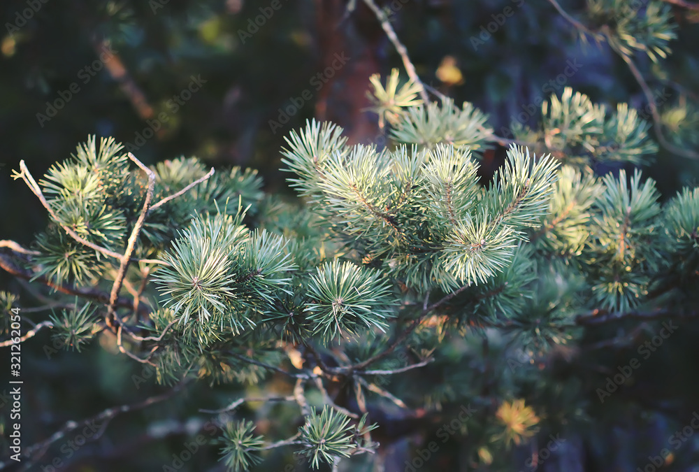 Natural forest background. Green prickly branches of pine tree.