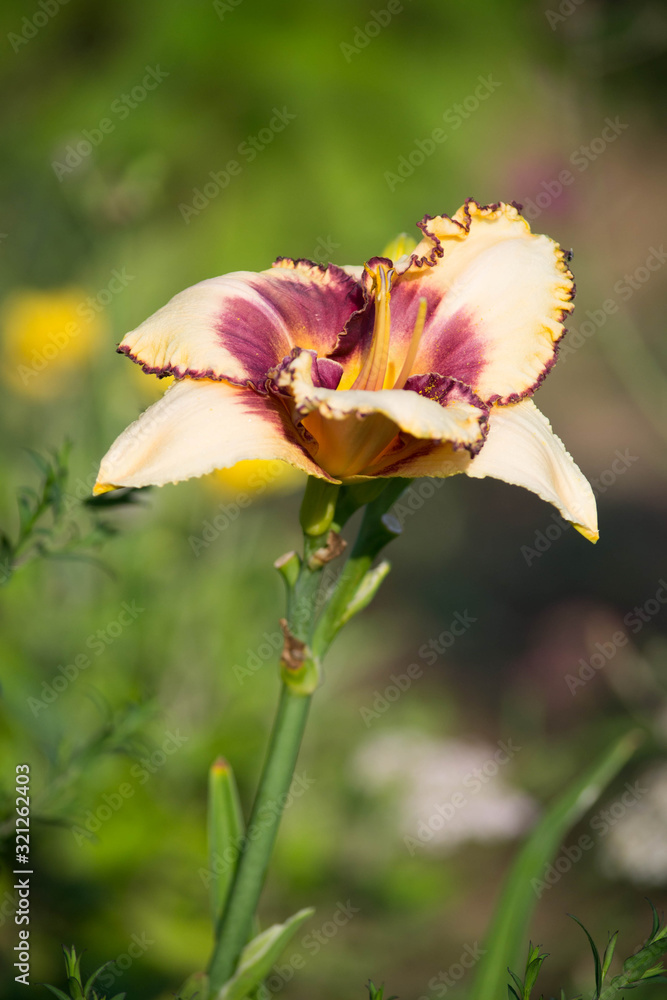 close up picture of yellow lily with red middle on green background in the garden close up picture of yellow lily with red middle on green background in the garden