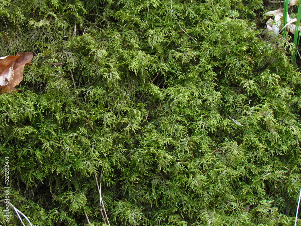 Fototapeta premium green forest moss, detail of plant, photographic natural texture, close-up