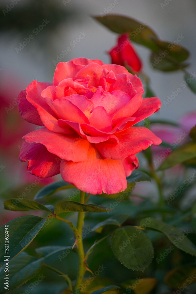 close up picture of bloomimg red rose in the garden with green leaves close up picture of bloomimg red rose in the garden with green leaves