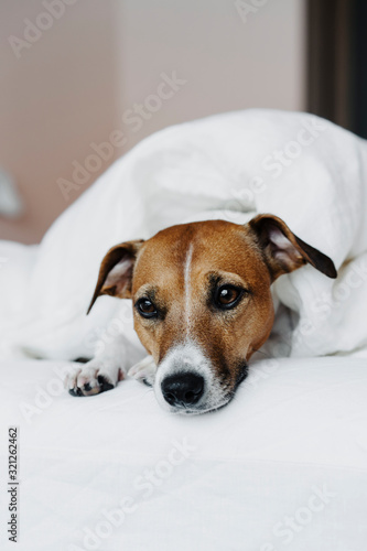 Cute dog Jack Russell Terrier lies on a white bed in a cozy bedroom.