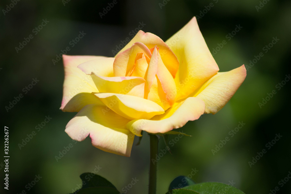 yellow bloomimg rose on green background yellow bloomimg rose on green background