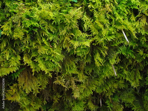 green forest moss, detail of plant, photographic natural texture, close-up
