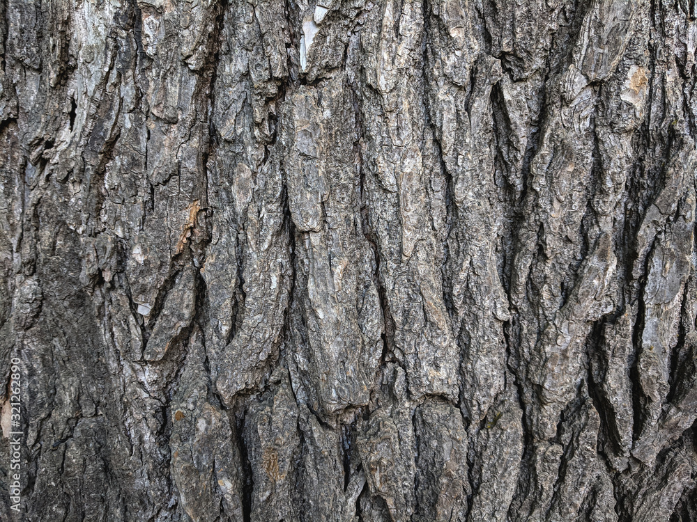 Atmospheric texture of natural wood bark Atmospheric texture of natural wood bark