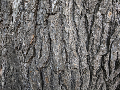 Atmospheric texture of natural wood bark