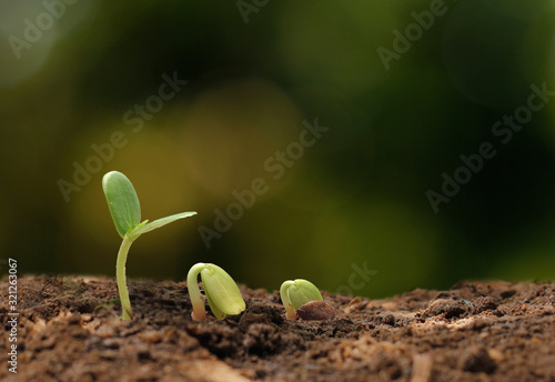 Agriculture. Growing plants. Plant seedling