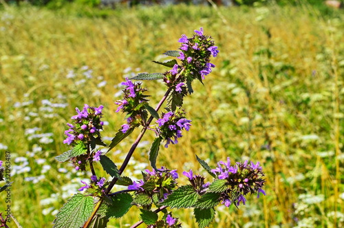 Blossoms of Ballota nigra, the black horehound. photo