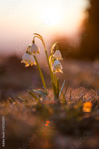 Spring snowdrops in the wilderness
