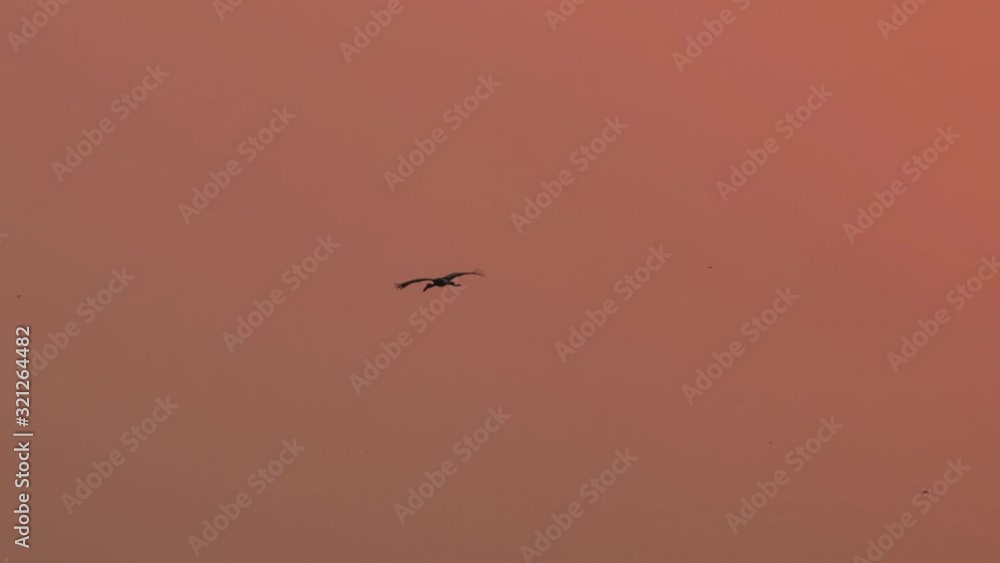 Asian bird storks flying on sky in the evening, Anastomus oscitans, Ciconiidae. Slow motion Asian bird storks flying on sky in the evening, Anastomus oscitans, Ciconiidae. Slow motion