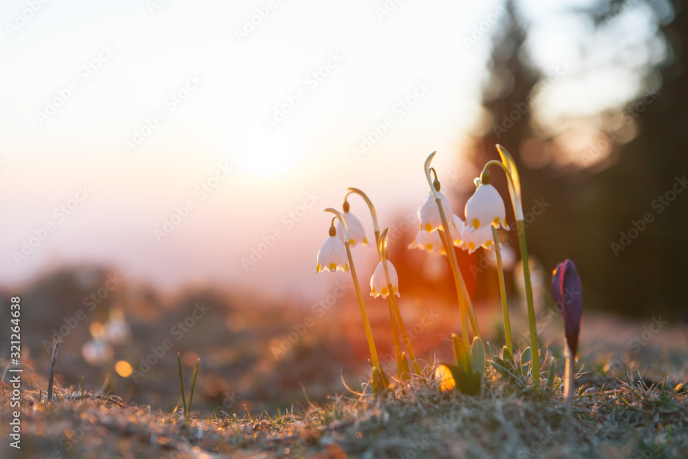 Fotografie Spring snowdrops in the wilderness