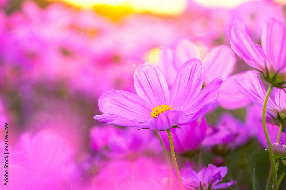 Field of pink cosmos flowers blooming on a sunset background Field of pink cosmos flowers blooming on a sunset background