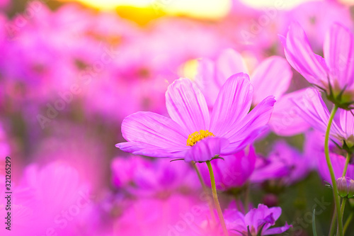 Field of pink cosmos  flowers blooming  on a sunset background